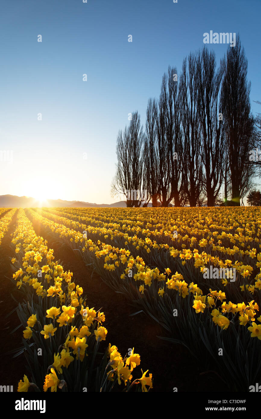 La rangée de peupliers et domaine de jonquilles jaune au lever du soleil, de la Skagit, Mount Vernon, Skagit County, Washington, USA Banque D'Images