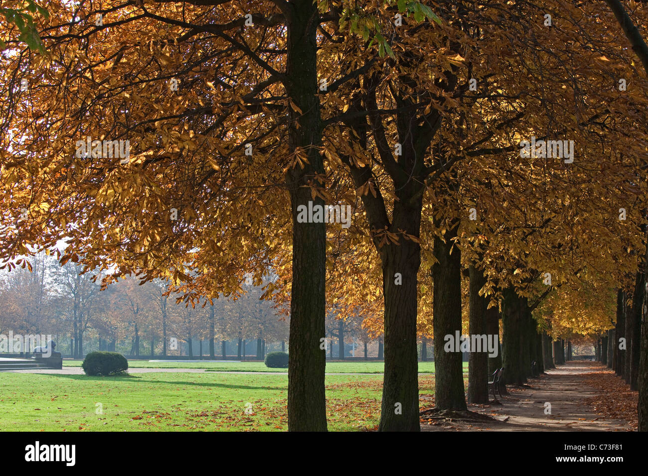 Les feuilles d'automne et les chemins d'arbres dans le parc de châtaigniers Ville Braunschweig Brunswick Basse-saxe Allemagne du Nord Banque D'Images