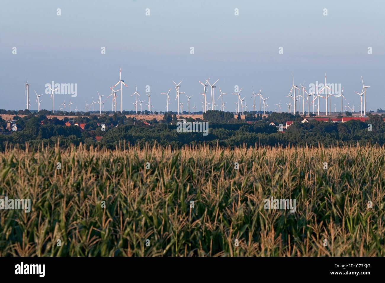 Au-delà de la ferme éolienne de maïs, paysage agricole, avant-plan flou, Saxe-Anhalt, Allemagne Banque D'Images