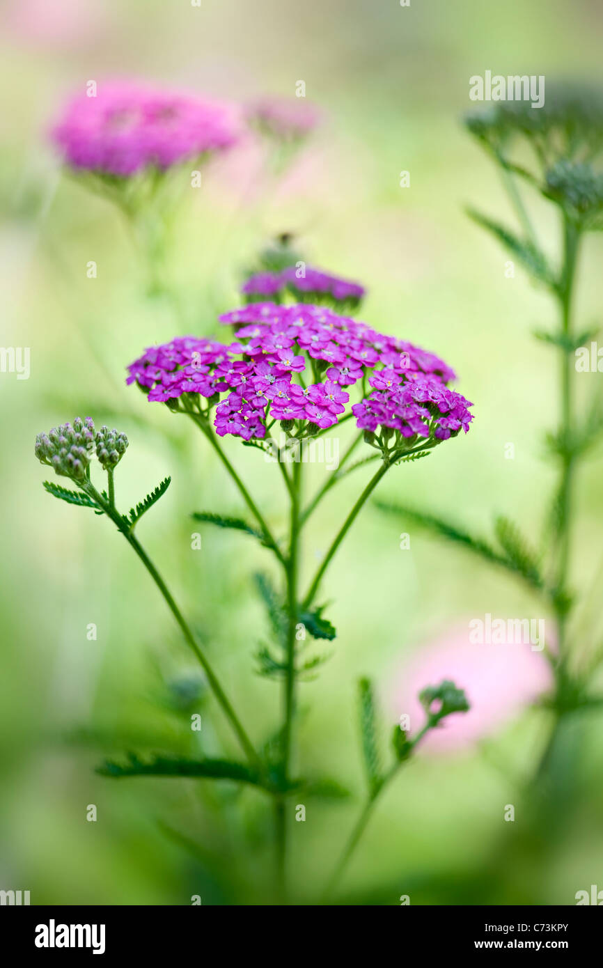 Image en gros plan de l'été, rose à fleurs Achillea millefolium 'Pretty Belinda', communément appelé ou achillée millefeuille commune. Banque D'Images