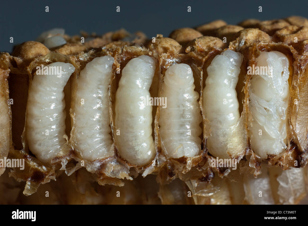 Abeille à miel (Apis mellifera, Apis mellifica). Close-up de miel avec des cellules ouvertes, montrant les larves mâles dans chaque cellule individuelle Banque D'Images