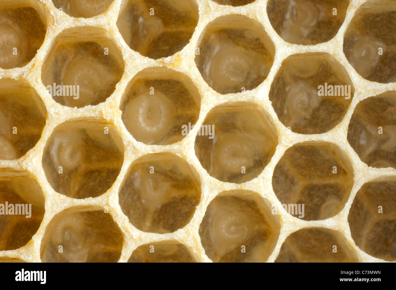 Abeille à miel (Apis mellifera, Apis mellifica). Close-up de honeycomb, montrant une larve dans chaque cellule individuelle. Banque D'Images