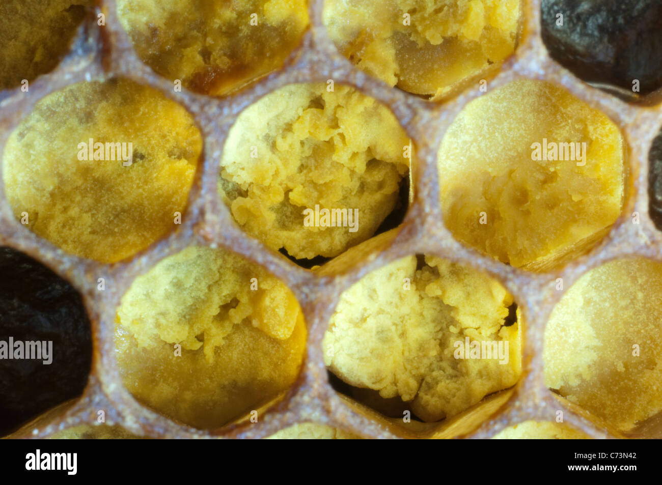 L'abeille européenne, l'abeille à miel (Apis mellifera, Apis mellifica). Close-up de cellules remplies de pollen. Banque D'Images