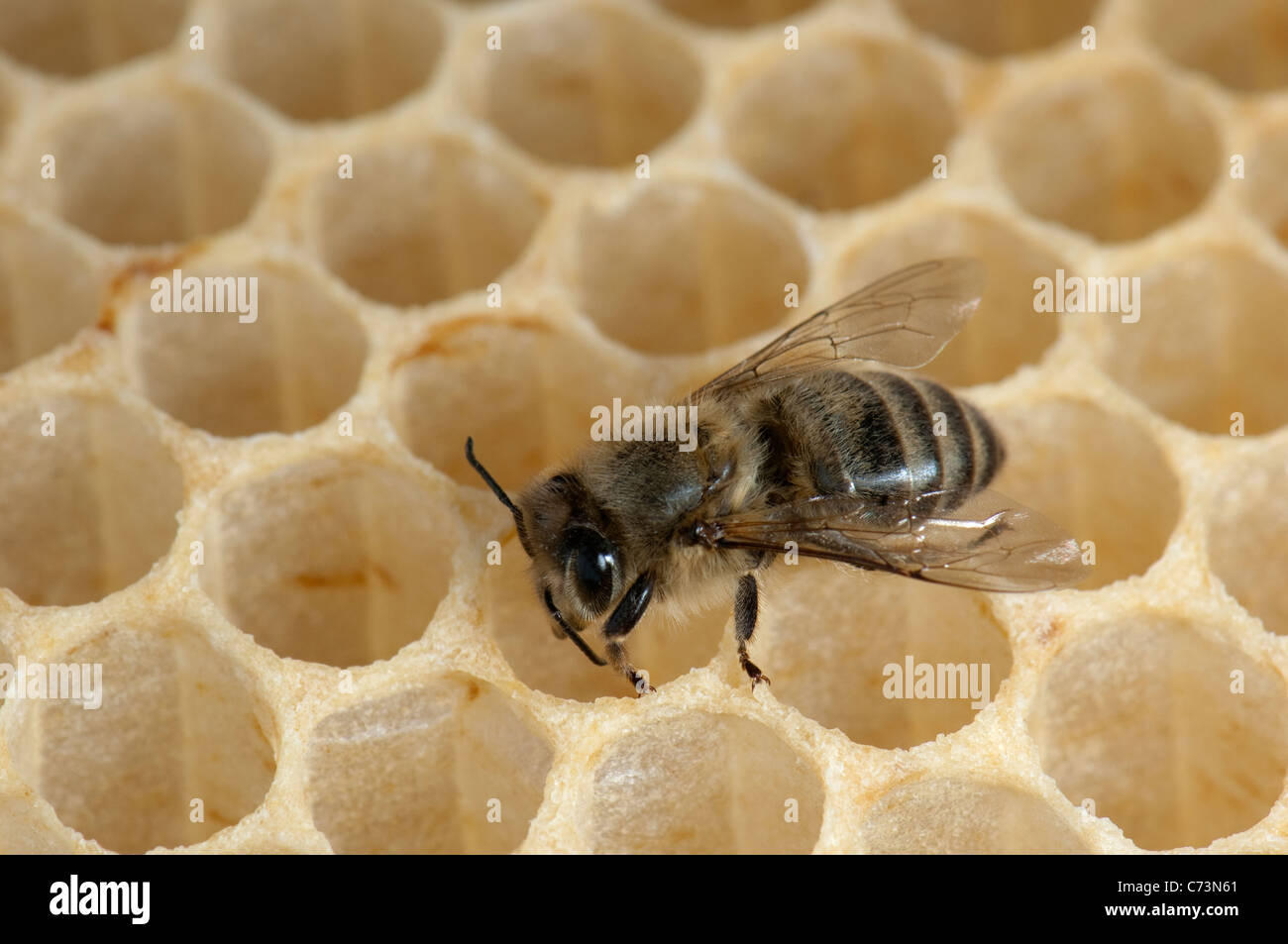 L'abeille européenne, l'abeille à miel (Apis mellifera, Apis mellifica). L'alimentation des larves travailleur dans les cellules d'un rayon de miel. Banque D'Images