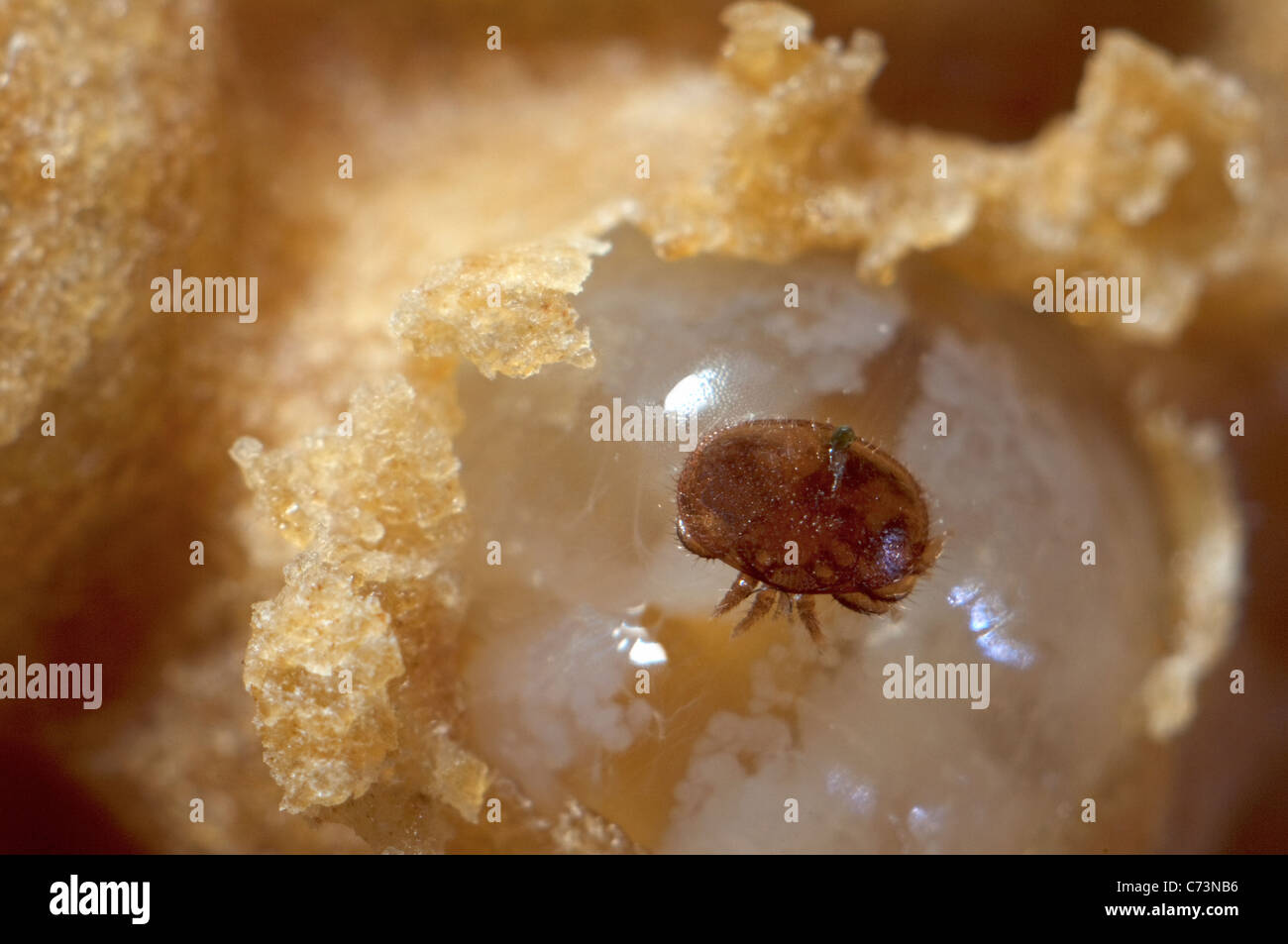 Abeille à miel (Apis mellifera). Close-up of a ouvert, montrant des cellules infectées par la larve mâle de l'acarien parasite Varroa destructor Banque D'Images