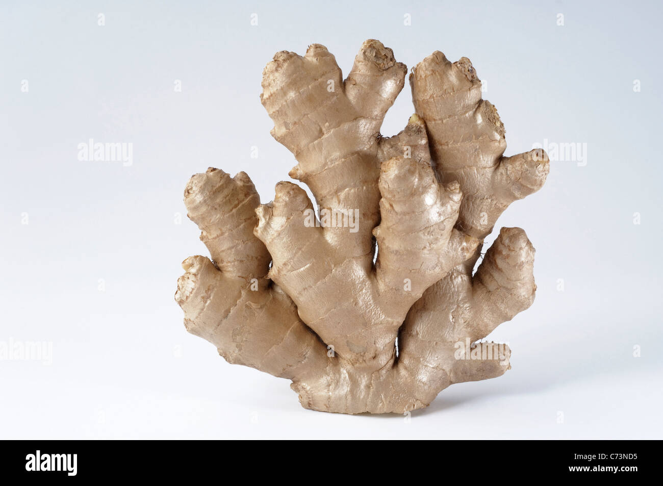 Le gingembre (Zingiber officinalis), de rhizome. Studio photo sur un fond blanc. Banque D'Images