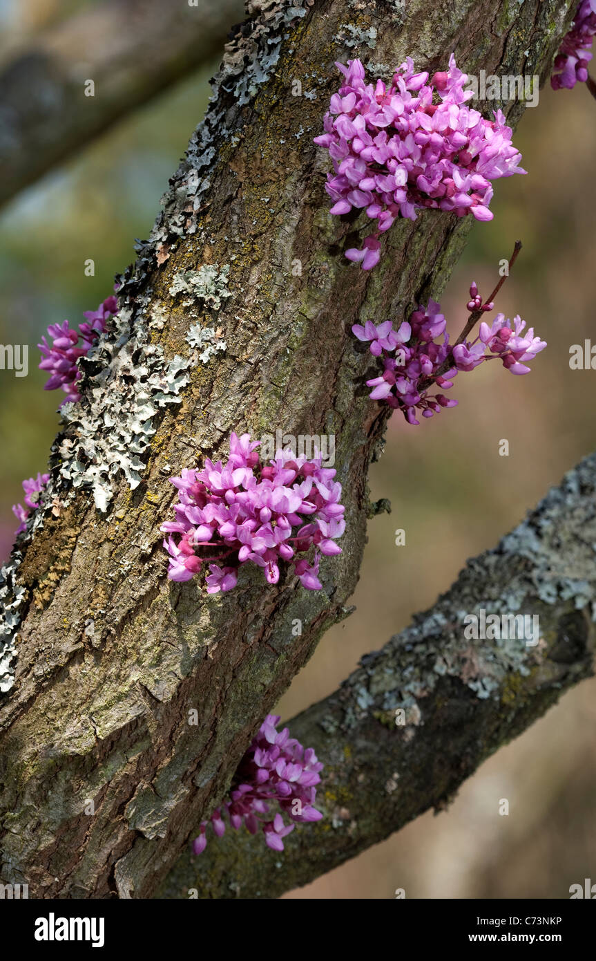 Arbre de Judée (Cercis siliquastrum). Fleurs découlant de la Tronc d'arbre  Photo Stock - Alamy