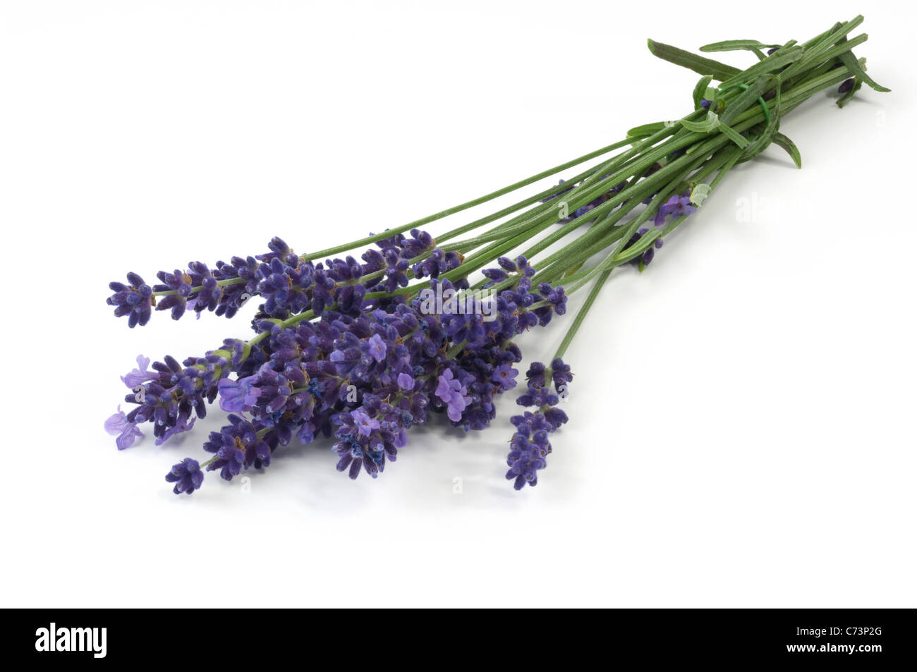 Lavande Anglaise (Lavandula angustifolia Lavandula vera, Lavandula officinalis), tiges à fleurs Banque D'Images