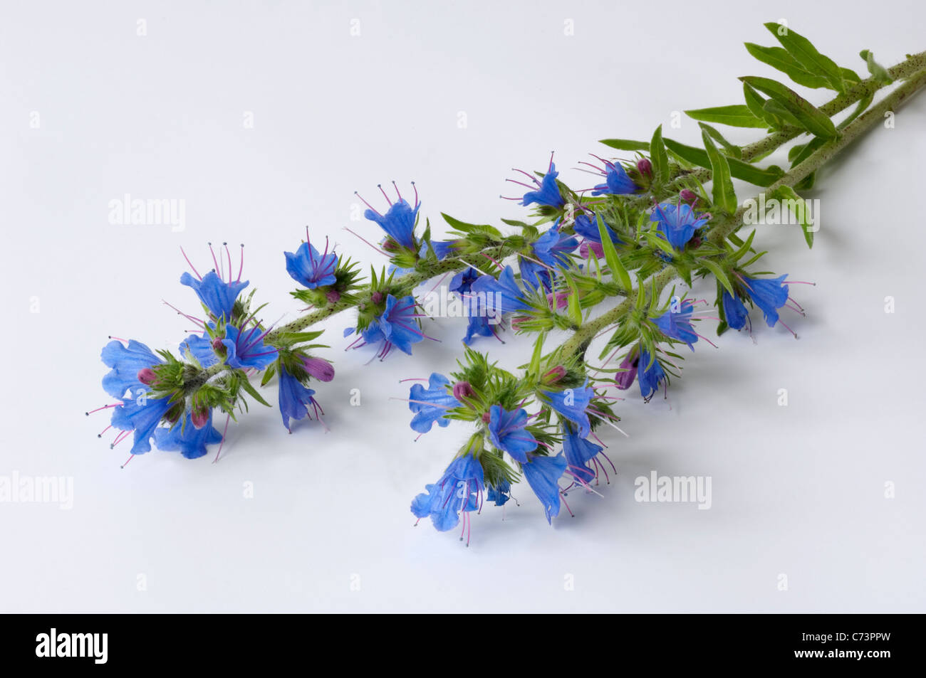 , Rewarewa Blueweed (Echium vulgare), tiges à fleurs. Studio photo sur fond gris. Banque D'Images