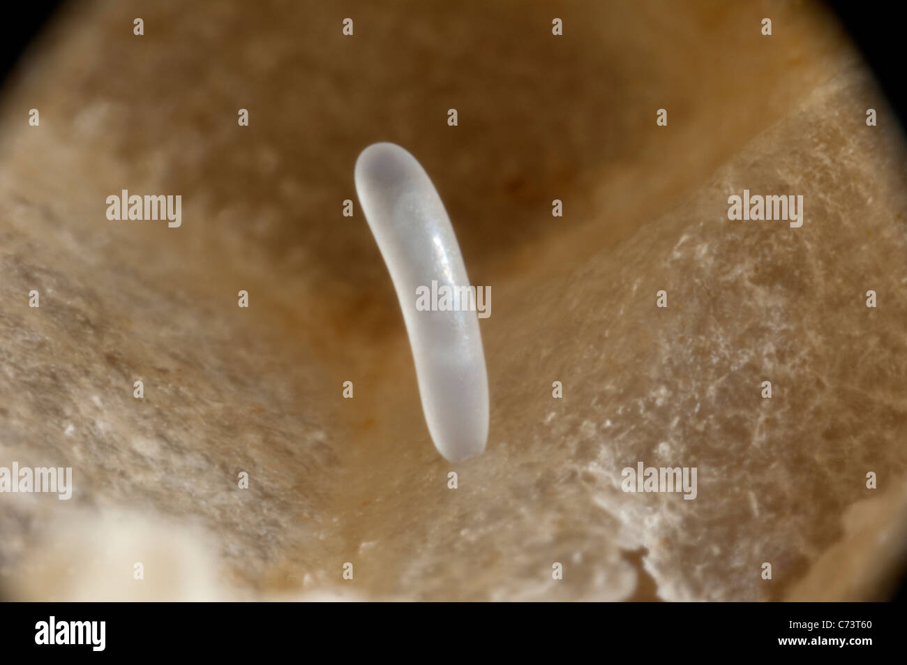 L'abeille européenne, l'abeille à miel (Apis mellifera, Apis mellifica). Close-up de l'oeuf dans une cellule. Banque D'Images