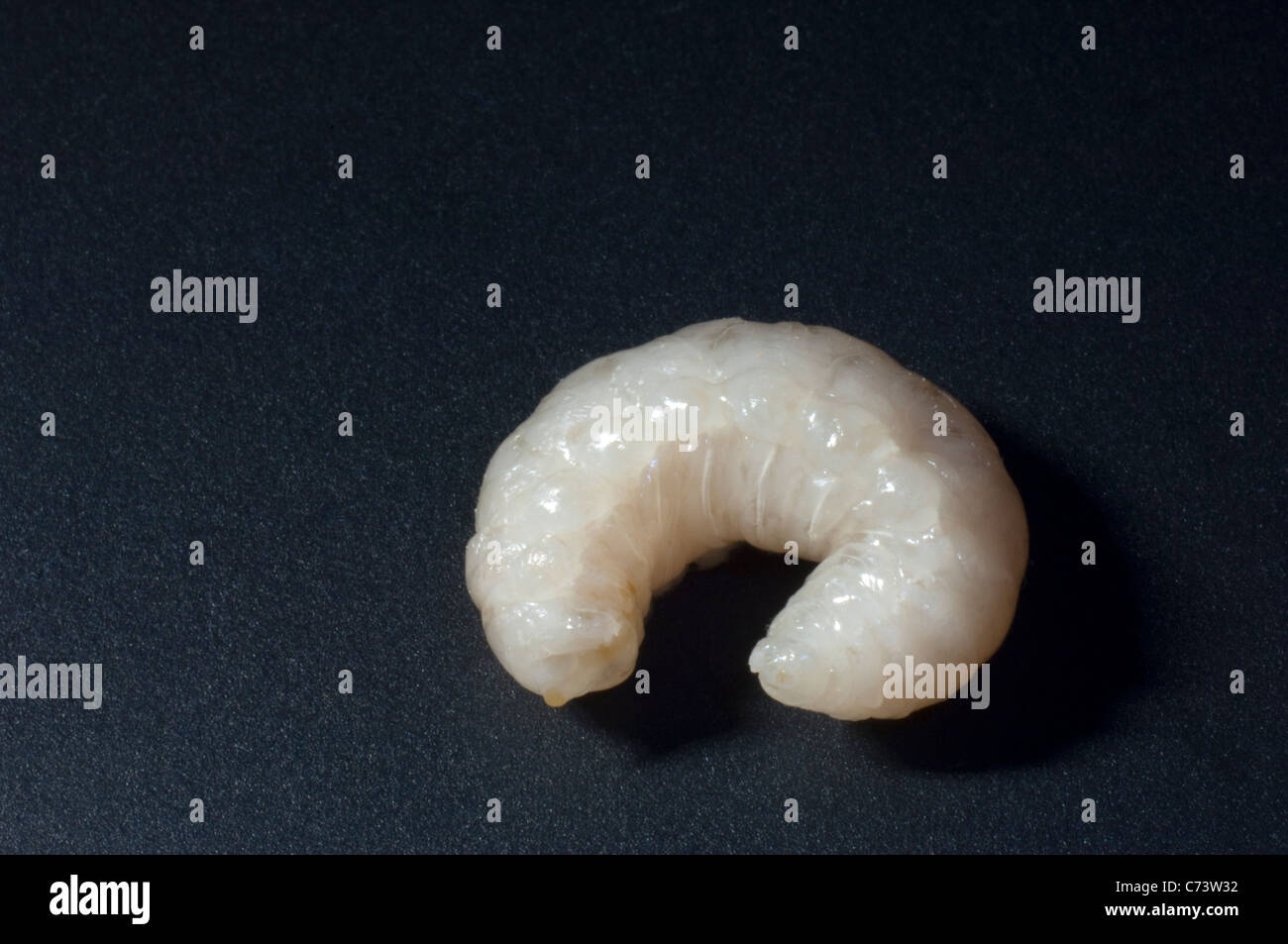 Abeille à miel (Apis mellifera, Apis mellifica). Larve d'un mâle (drone), Studio Photo sur un fond sombre. Banque D'Images