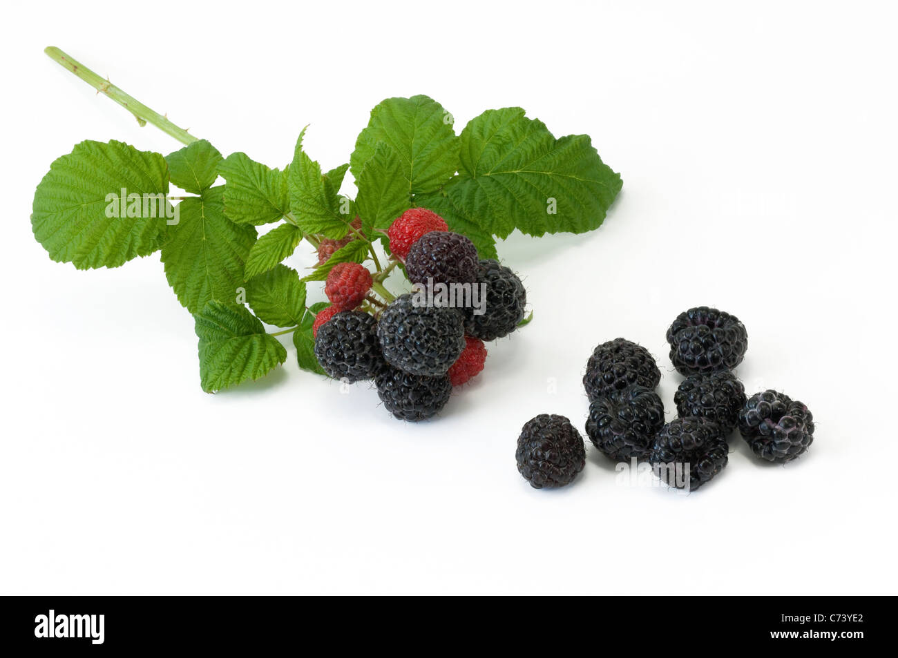 Jewel Black framboise (Rubus occidentalis joyau noir). Avec des rameaux et mûrissement des fruits mûrs Banque D'Images