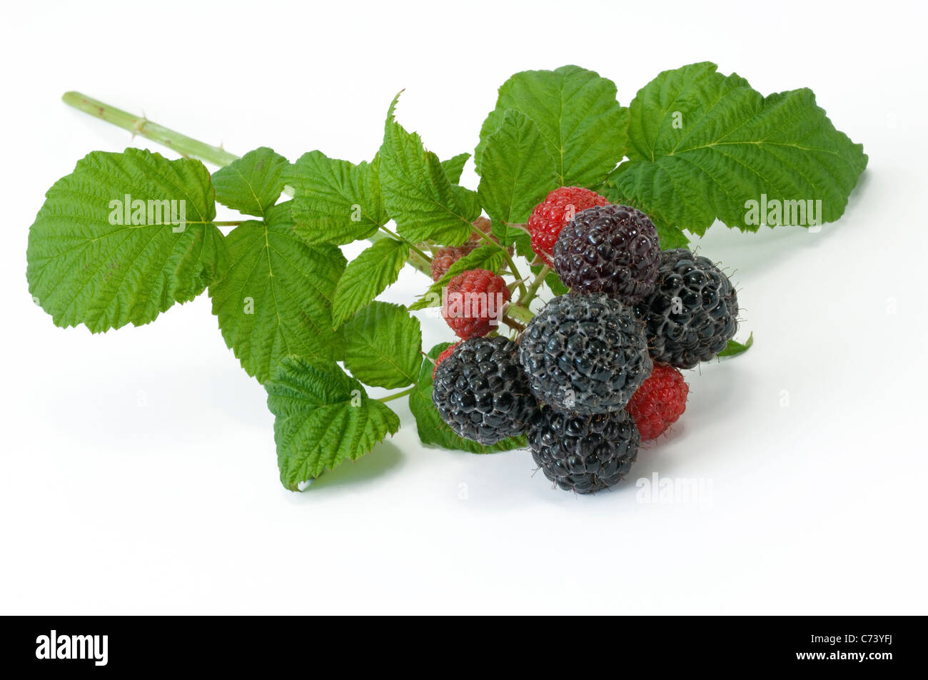 Jewel Black framboise (Rubus occidentalis joyau noir). Avec des rameaux et mûrissement des fruits mûrs Banque D'Images