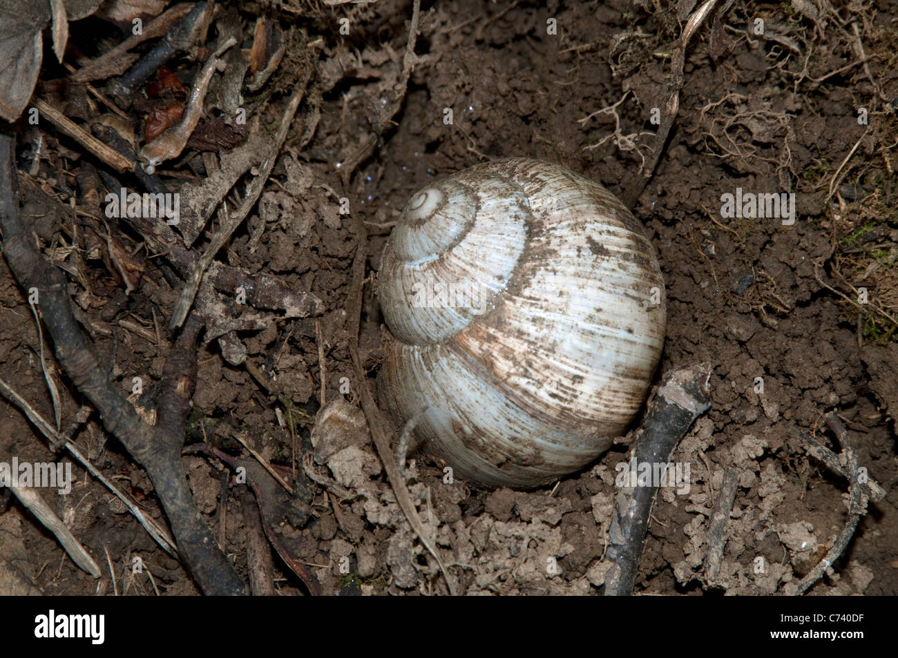 Escargot romain, les escargots escargot, escargots (Helix pomatia) creuser un trou pour y pondre ses oeufs. Banque D'Images
