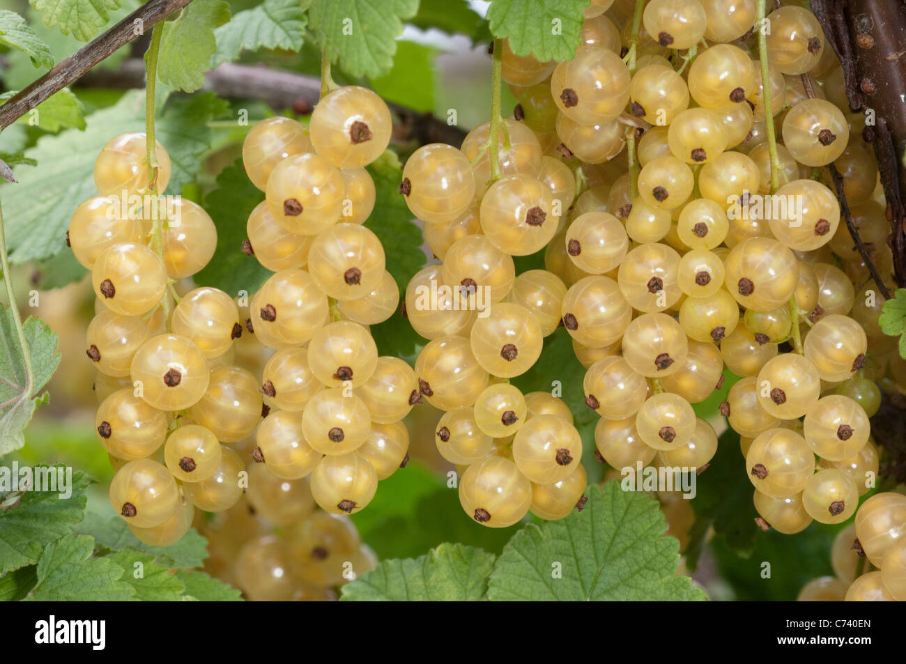 Groseille Blanc (Ribes rubrum), des rameaux avec des fruits mûrs. Banque D'Images