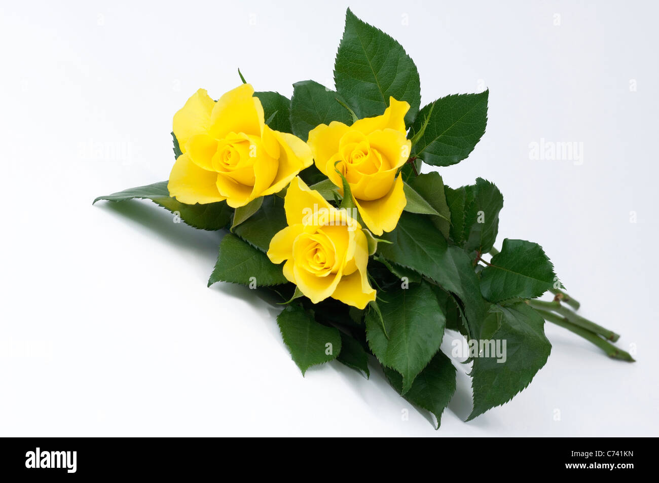 Rose (Rosa sp.), trois fleurs jaunes. Studio photo sur un fond blanc. Banque D'Images