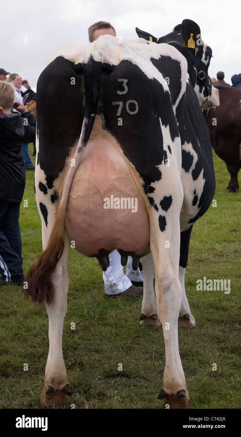Arbre généalogique montrant la vache Holstein pis. Photographié à Wensleydale, Salon de l'agriculture 2011. Gagnant du prix. Banque D'Images