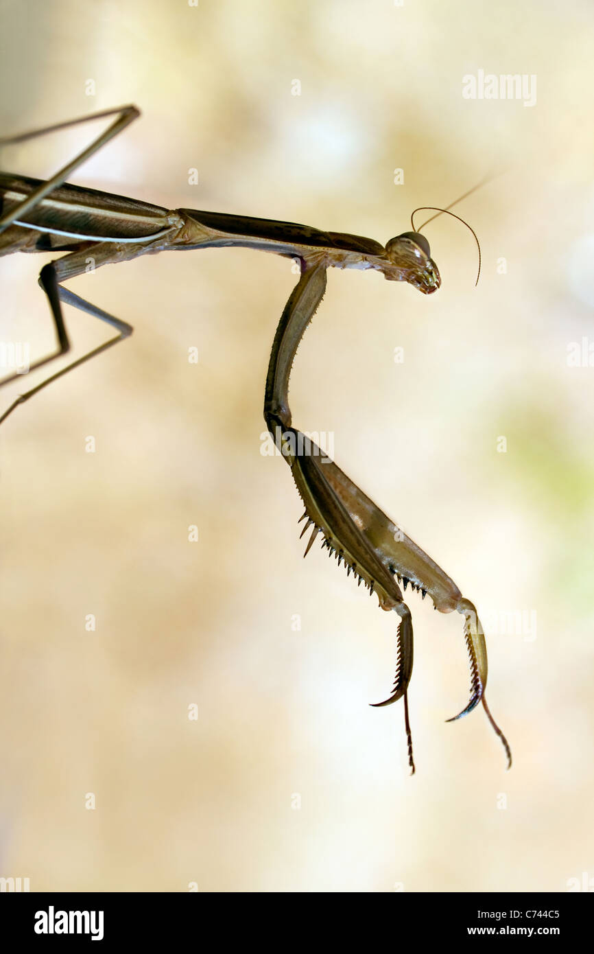 Brown grand priant, Archimantis latistyla mante Banque D'Images