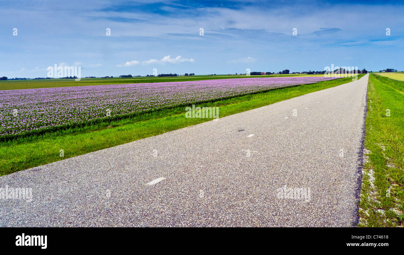 Une Route A Cote De Champs De Fleurs Pres De Zwarte Haan Hollande Meridionale Pays Bas Photo Stock Alamy