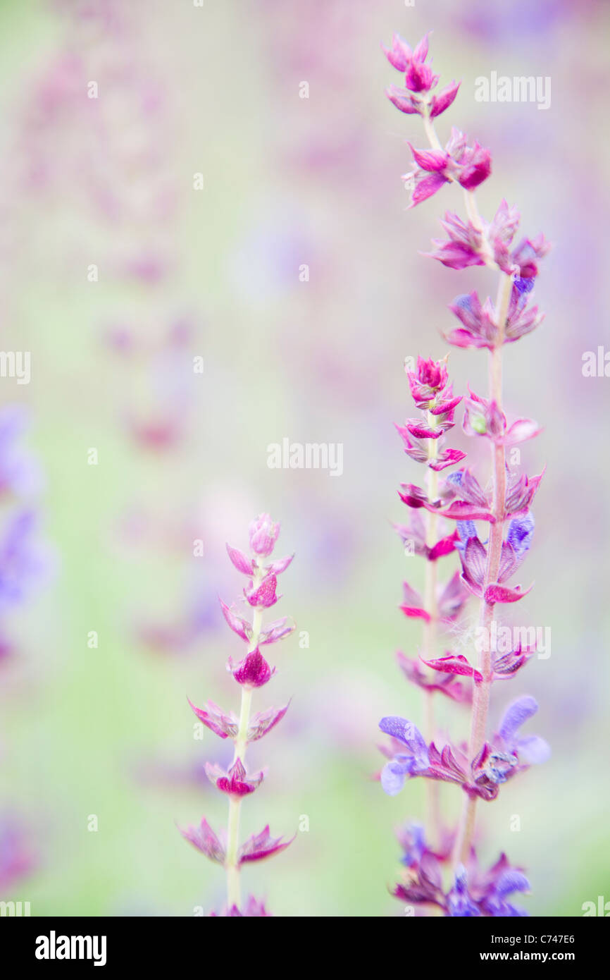 Salvia sauge sauvage Hongrie PL002036 Banque D'Images