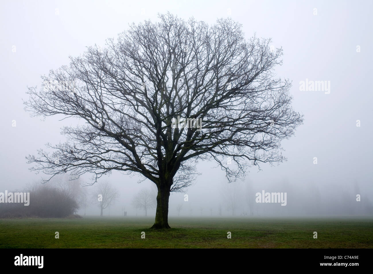 Un arbre nu sur un jour d'hiver brumeux sur Tooting commune dans le sud de Londres. Banque D'Images Un arbre nu sur un jour d'hiver brumeux sur Tooting commune dans le sud de Londres. Banque D'Images