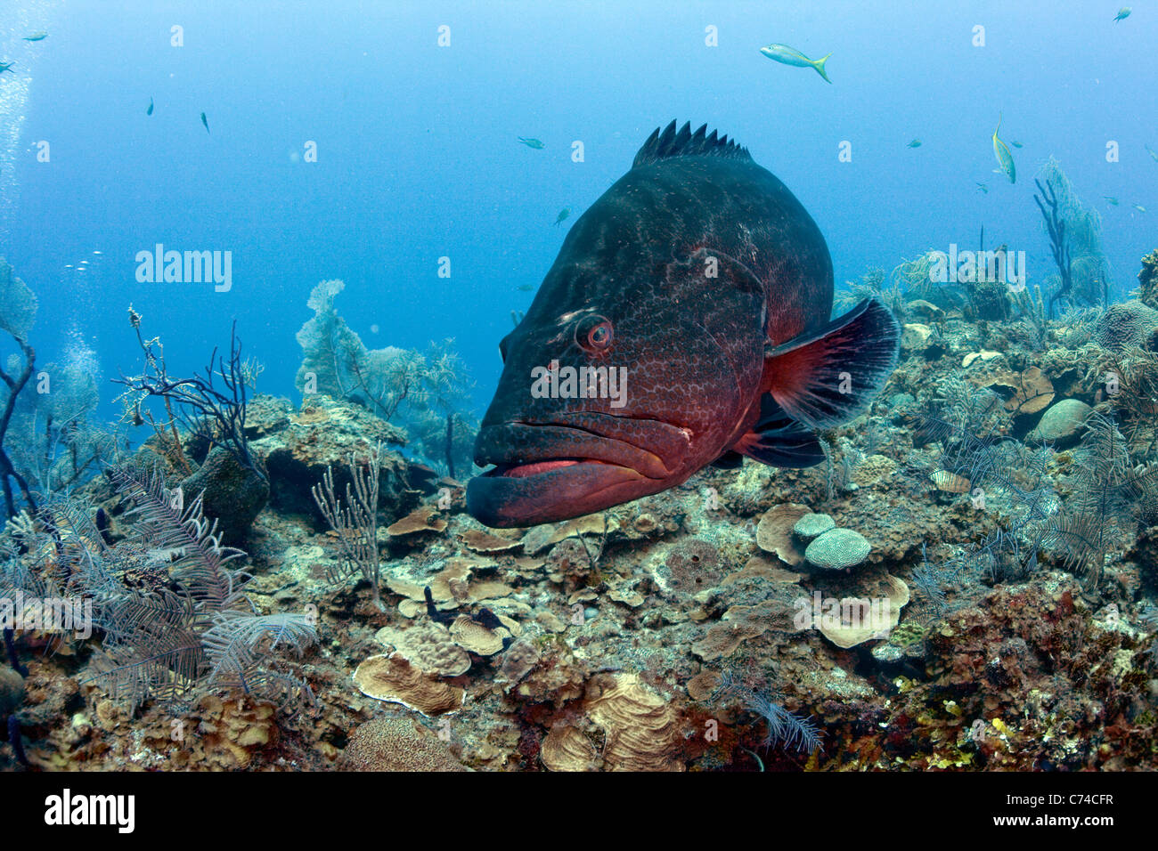 Un Goliath (Epinephelus itajara) nage sur un récif de corail à Jardines de la Reina au large des côtes de Cuba. Banque D'Images