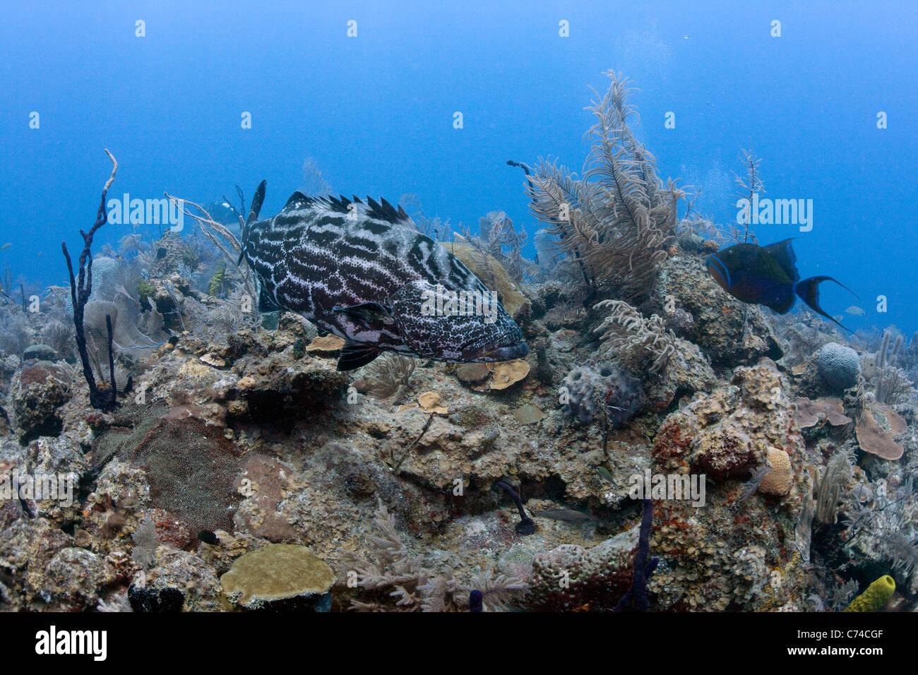 Un Goliath (Epinephelus itajara) nage sur un récif de corail à Jardines de la Reina au large des côtes de Cuba. Banque D'Images