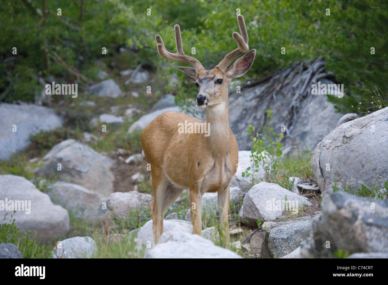 Mule Deer Buck, Sierra montagnes, en Californie. Banque D'Images