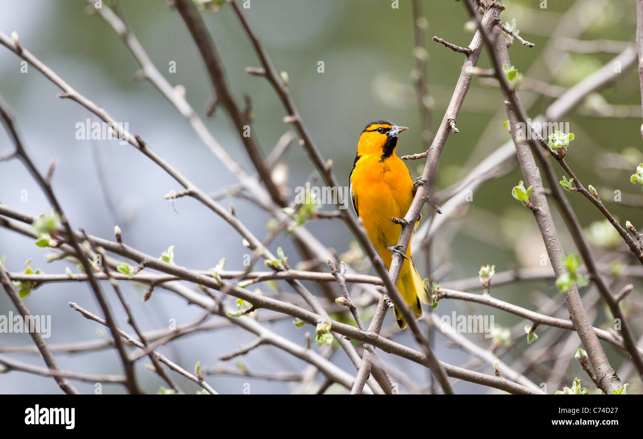 Oriole de Bullock à Yosemite National Park au printemps. Banque D'Images