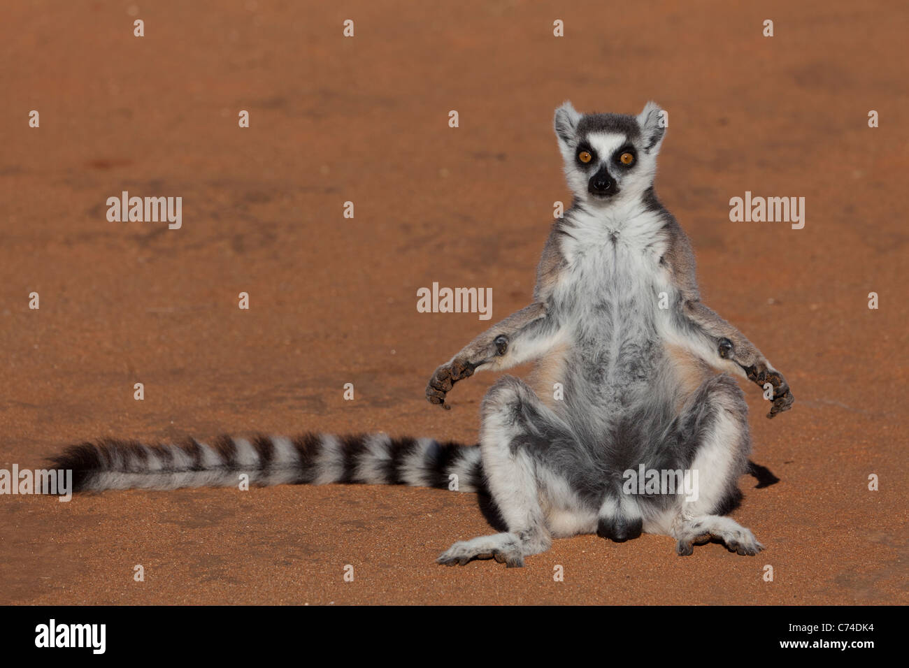 Untitled document (Lemur catta) Réchauffement climatique lui-même dans le soleil du matin pour gagner de l'énergie, Bryanston, Madagascar Banque D'Images