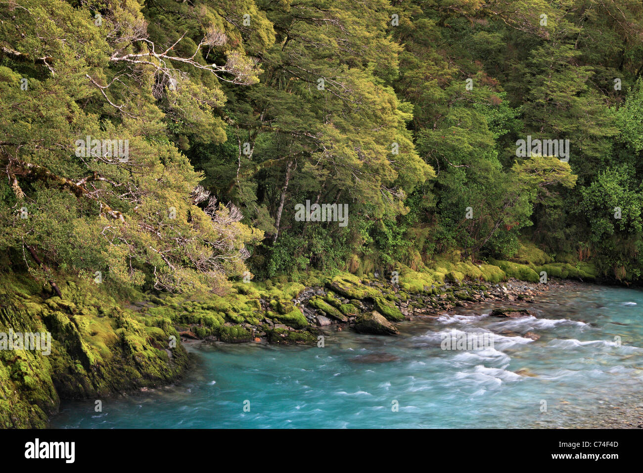 Les belles eaux bleues de la Makarora River près de The Blue Pools dans Haast Pass, Nouvelle-Zélande Banque D'Images