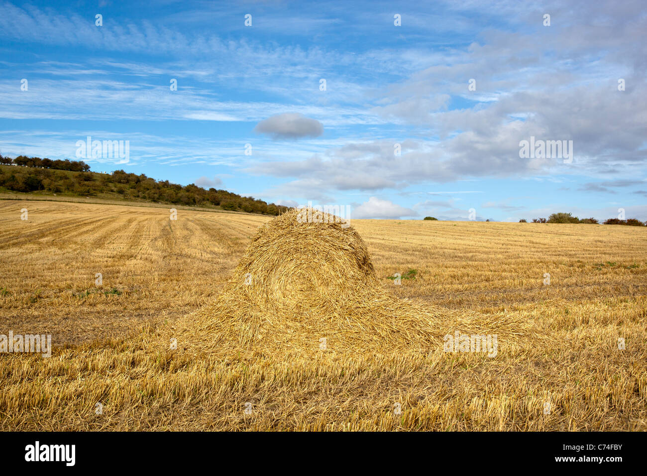 Champ de blé récoltés avec des balles de foin ou de roues Banque D'Images