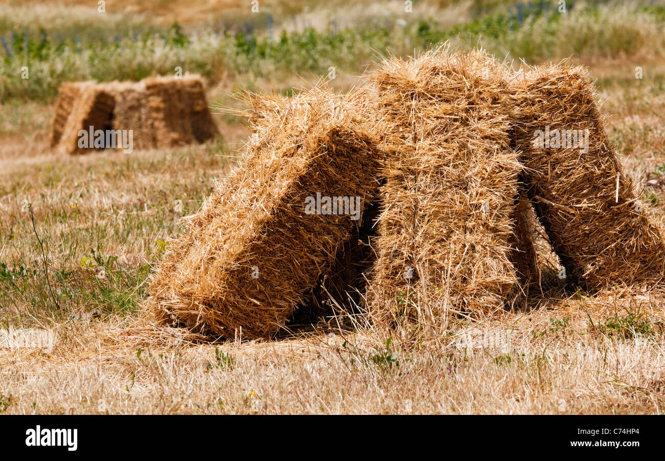 Récemment le foin dans les champs à proximité de Ronda, Province de Malaga, Espagne. Banque D'Images