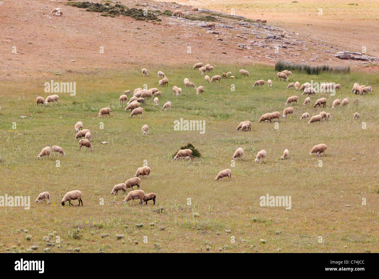 Des moutons paissant dans la Serrania de Ronda, Province de Malaga, Espagne. Banque D'Images