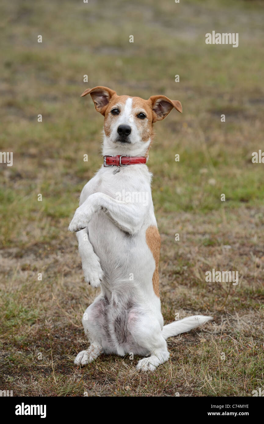 Parson Jack Russell Terrier assis et la mendicité Banque D'Images