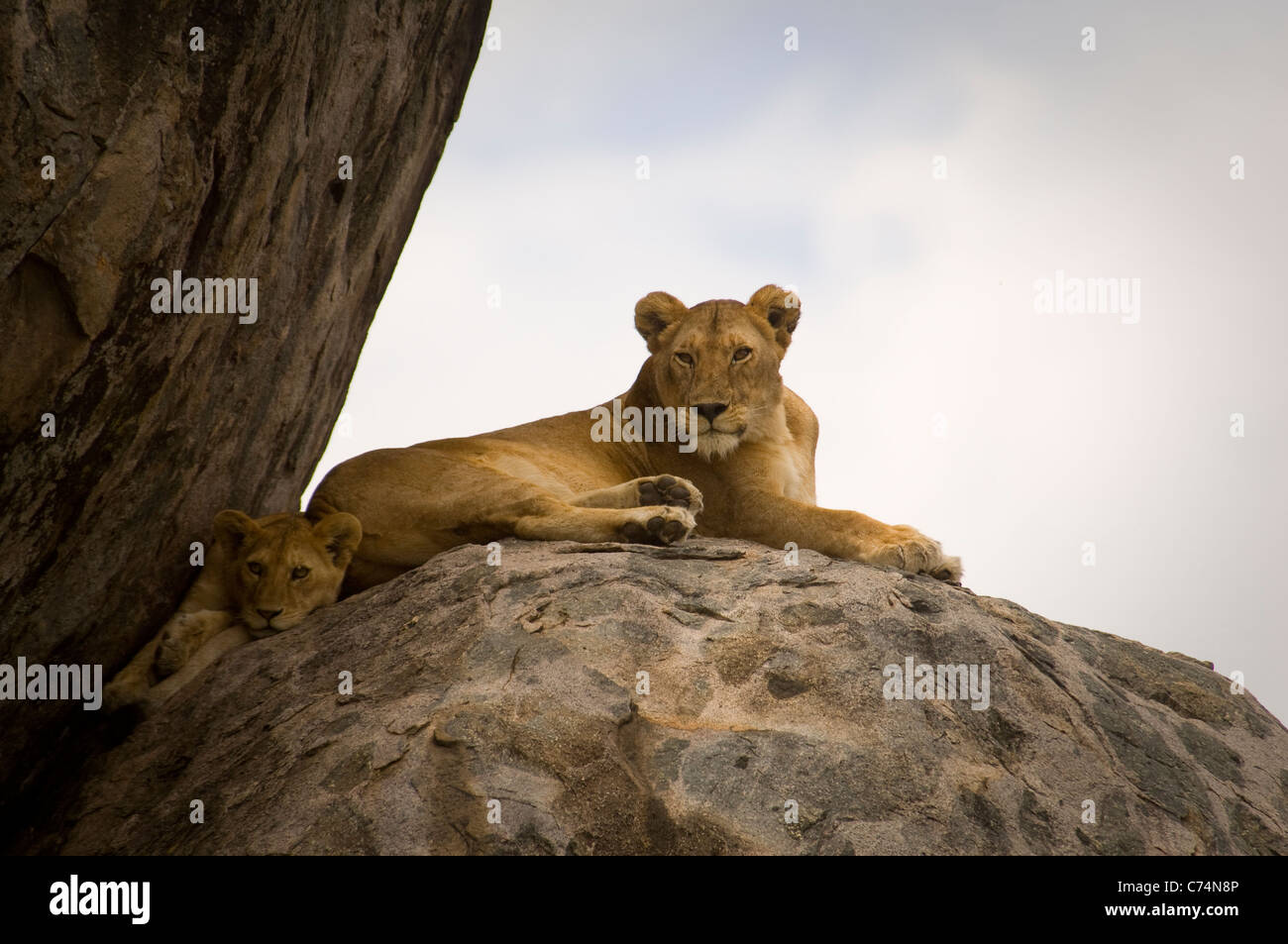 L'Afrique. Serengeti-Lion,Tanzanie, et cub lying on kopje Banque D'Images