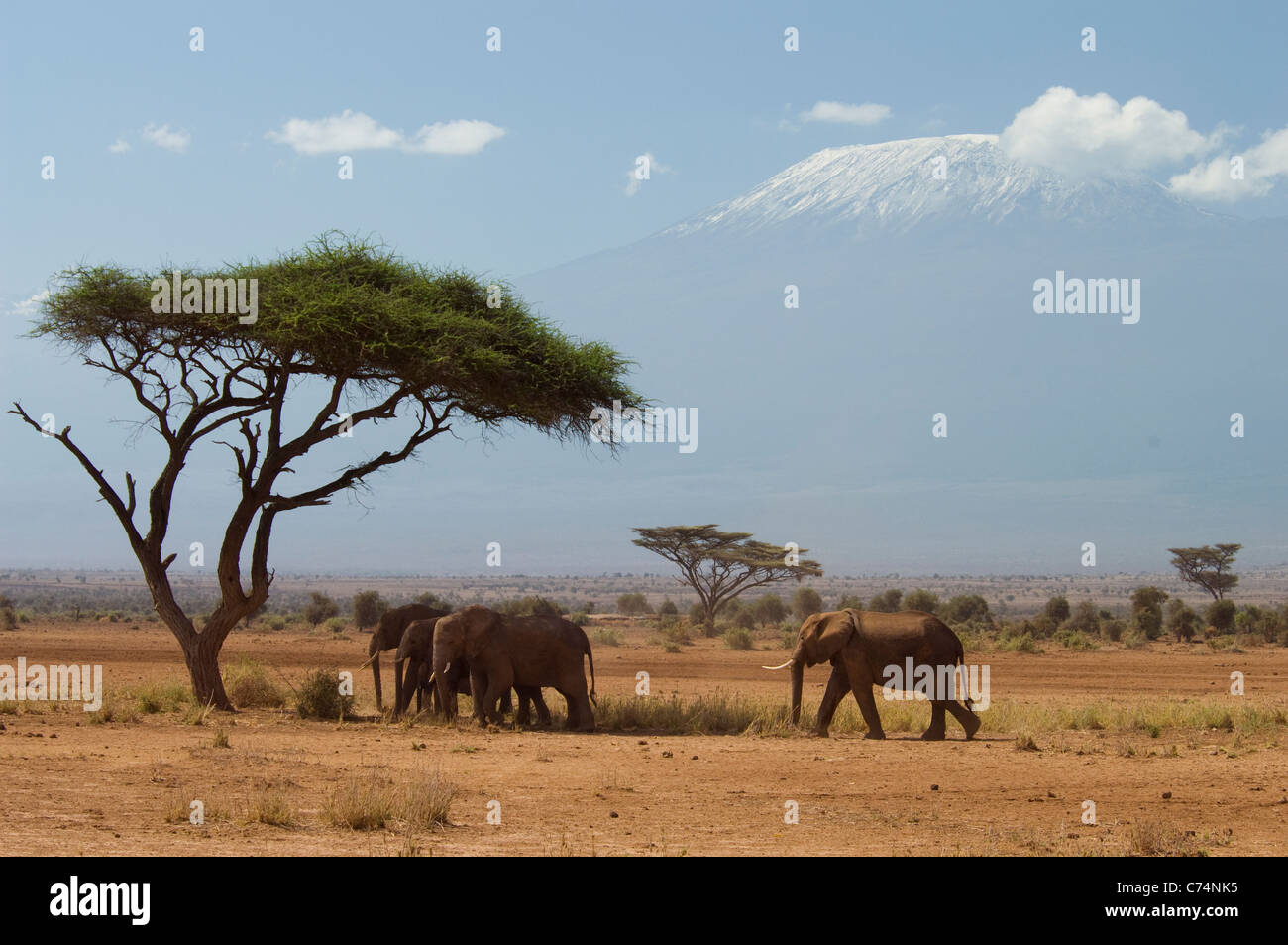 Afrique, Kenya, Amboseli-Elephants marcher en plaine avec Mt. Le Kilimandjaro en arrière-plan Banque D'Images