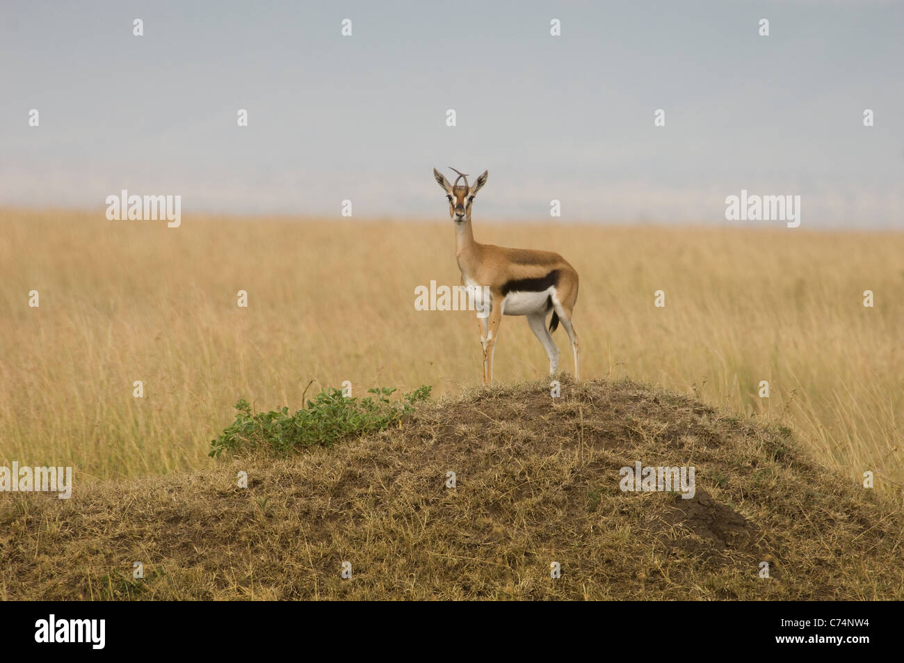 Au Kenya, la gazelle de Mara-Thomson Masai sur termitière Banque D'Images