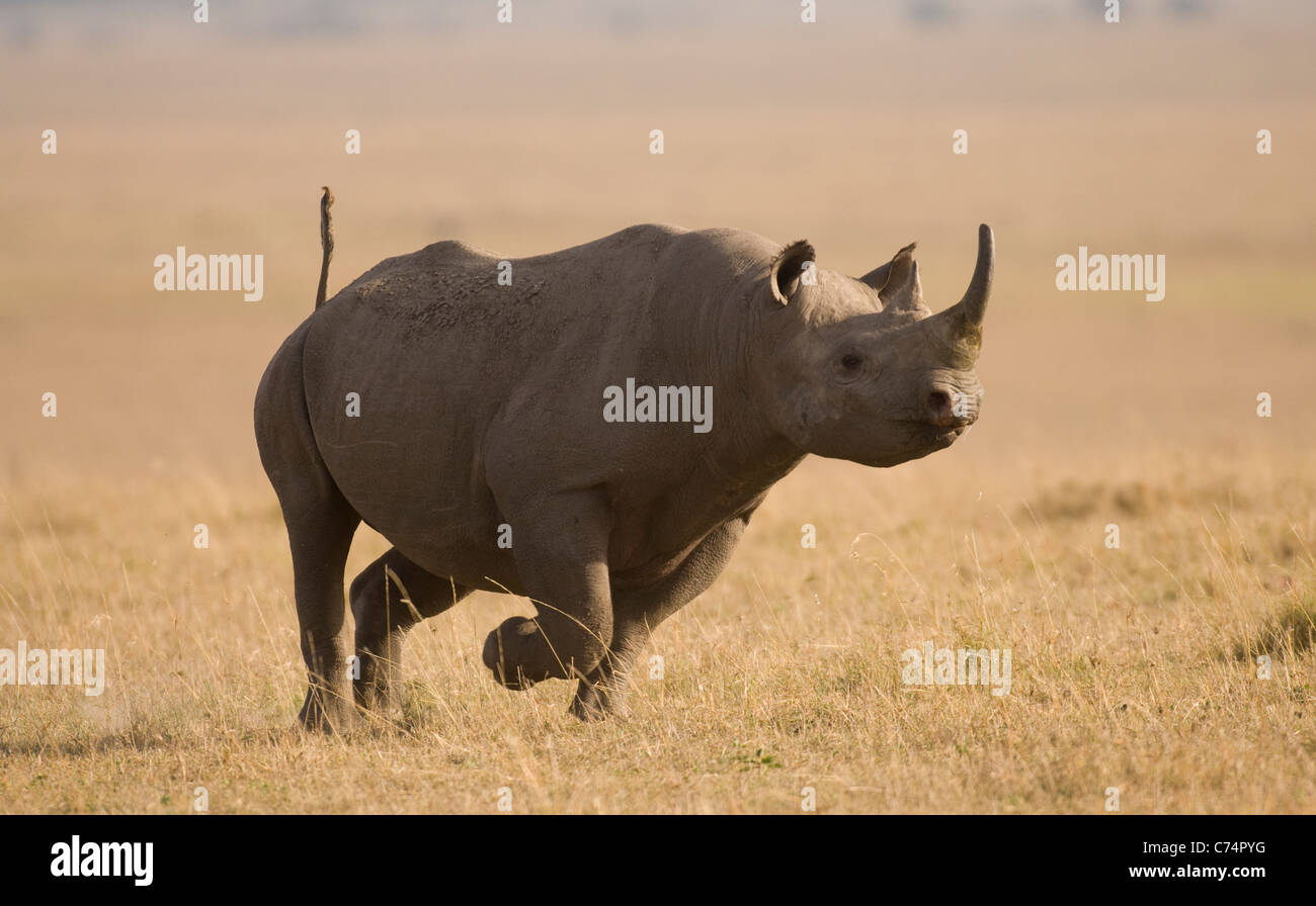 Masai au Kenya, Mara-Black Rhino en marche Banque D'Images