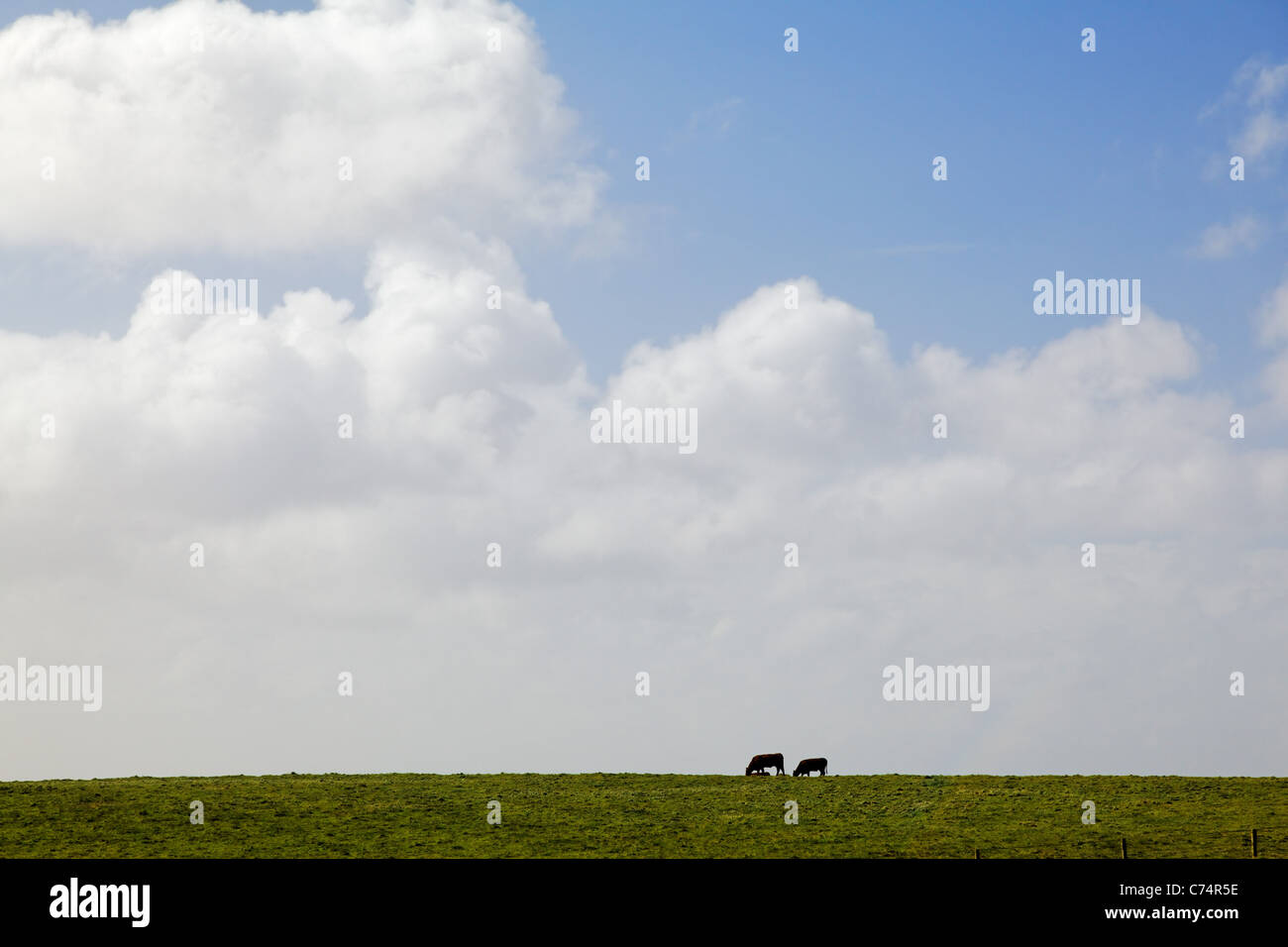 Vaches qui paissent dans les verts pâturages, comté de Clare, Irlande Banque D'Images