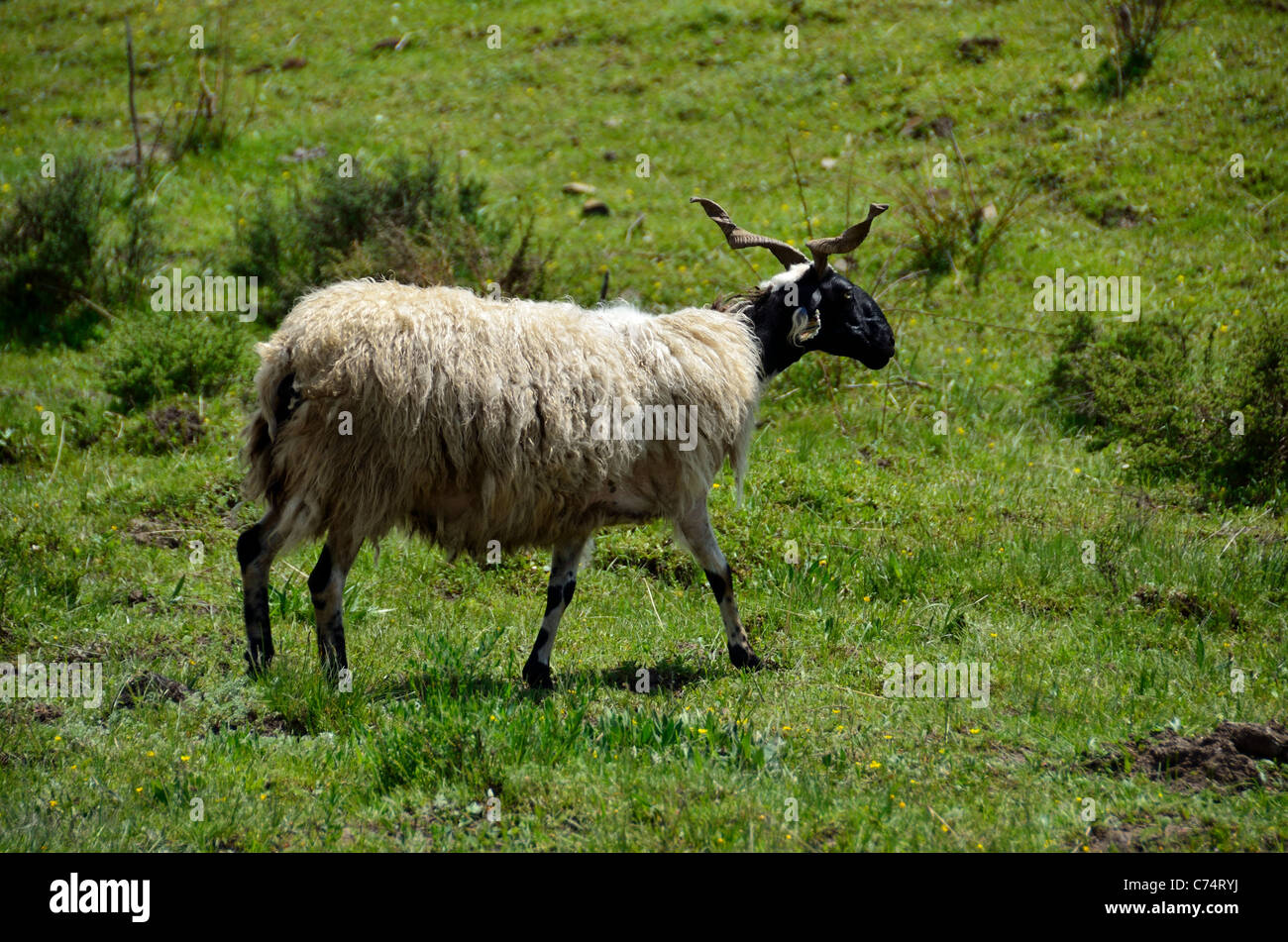 Un des moutons à poil long d'exécution sur l'herbe. Au Sichuan, en Chine. Banque D'Images