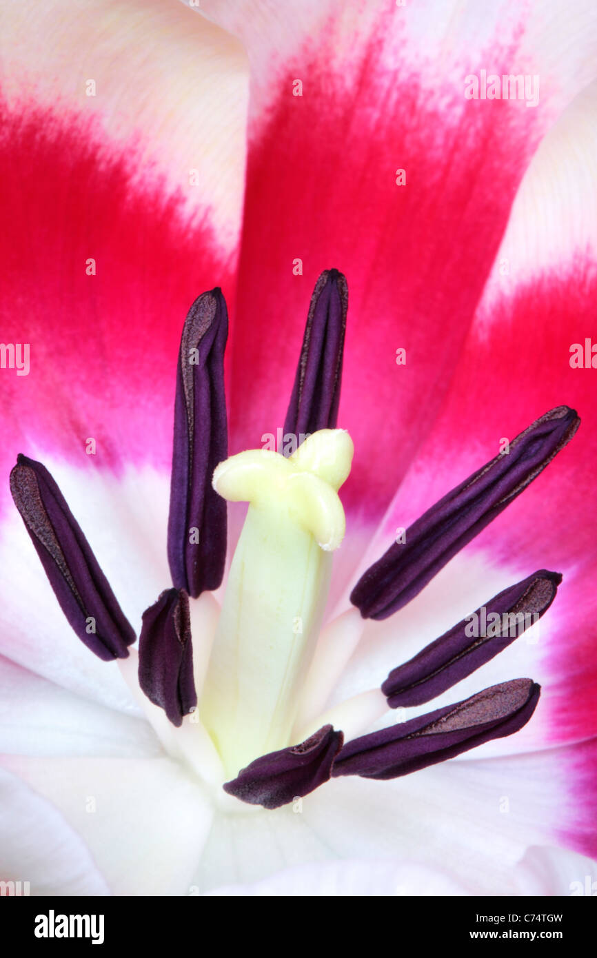 Close up du pistil et des étamines d'une tulipe au printemps Banque D'Images