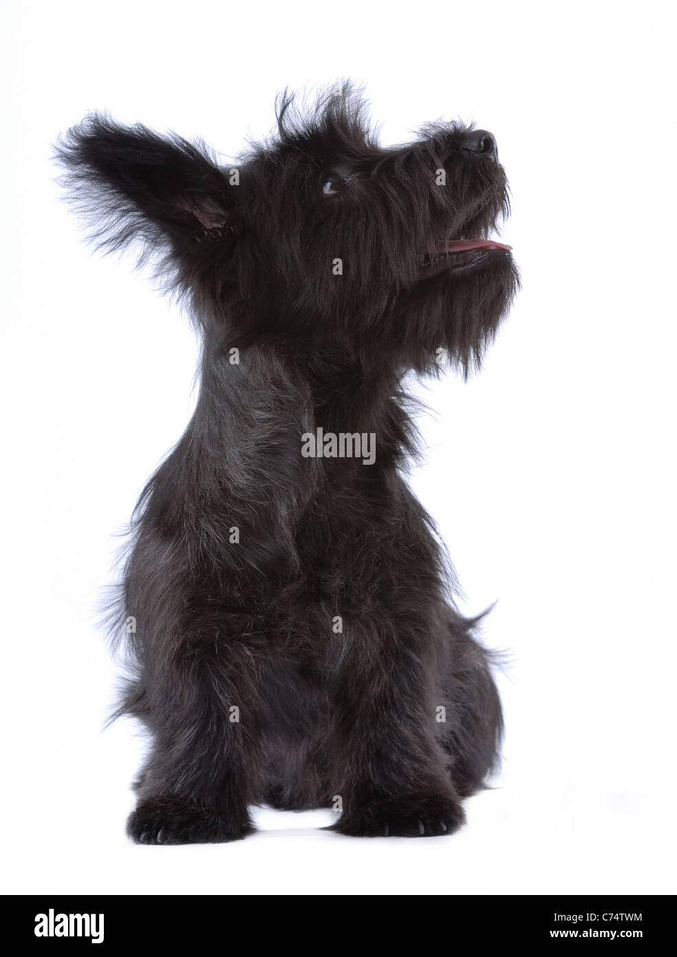 Skye Terrier puppy isolated on white Banque D'Images