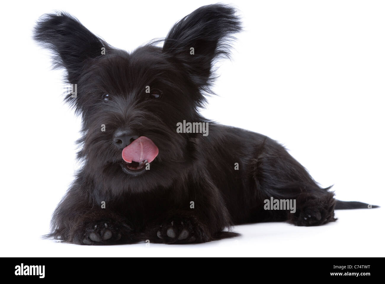 Skye Terrier puppy licking isolated on white Banque D'Images