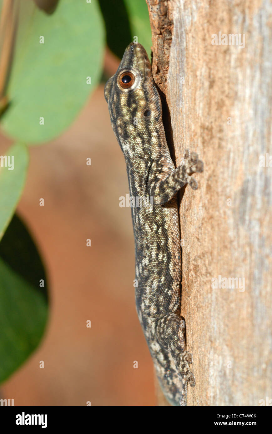 Jour Thicktail (Gecko Phelsuma mutabilis) dans la forêt-galerie de la Réserve Naturelle de Berenty, dans le sud de Madagascar. Banque D'Images