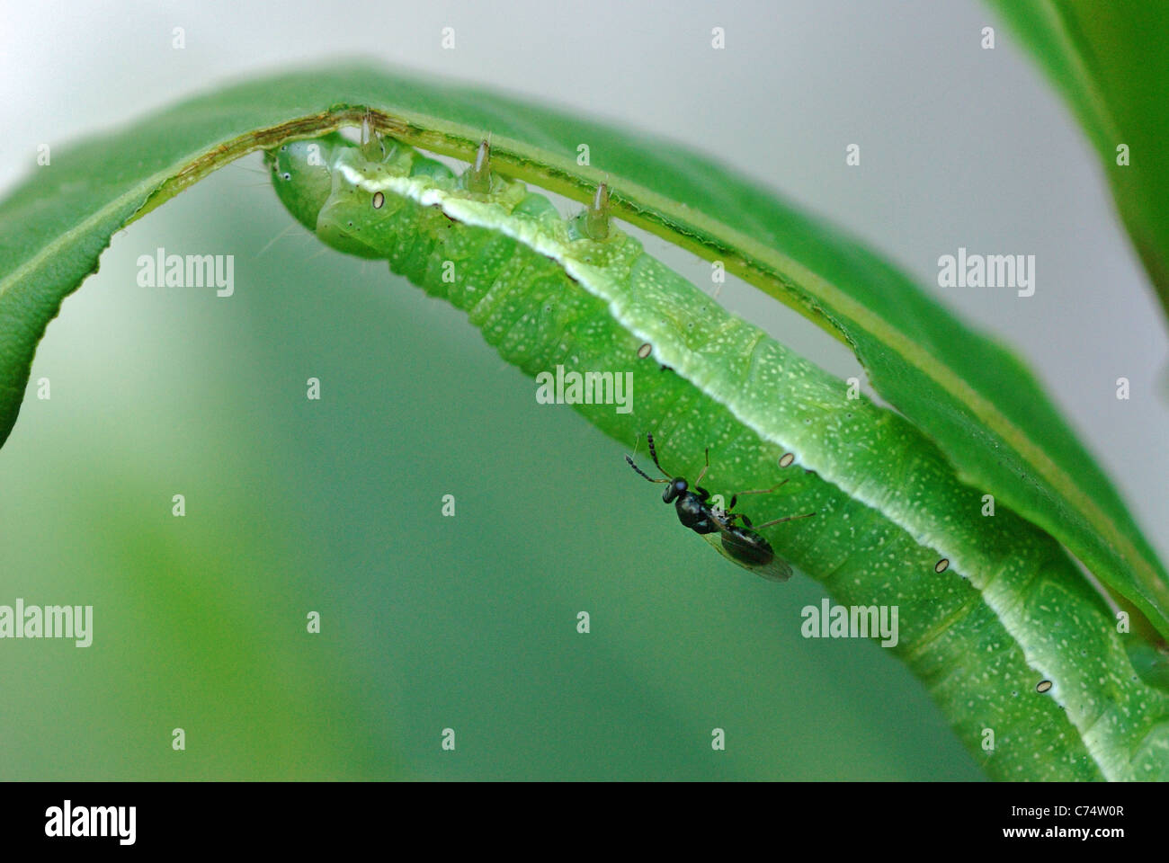 Chalcidiens (hyménoptère Chalcidoidea sp.) ponte sur une espèce de caractère hébraïque (Orthosia gothica) Caterpillar Banque D'Images