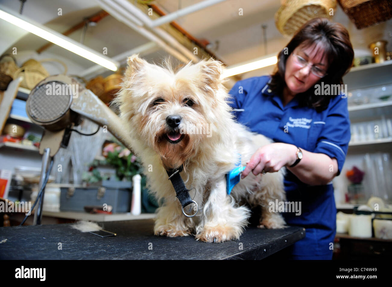 Un animal de Cairn Terrier chien à un salon de toilettage UK Banque D'Images