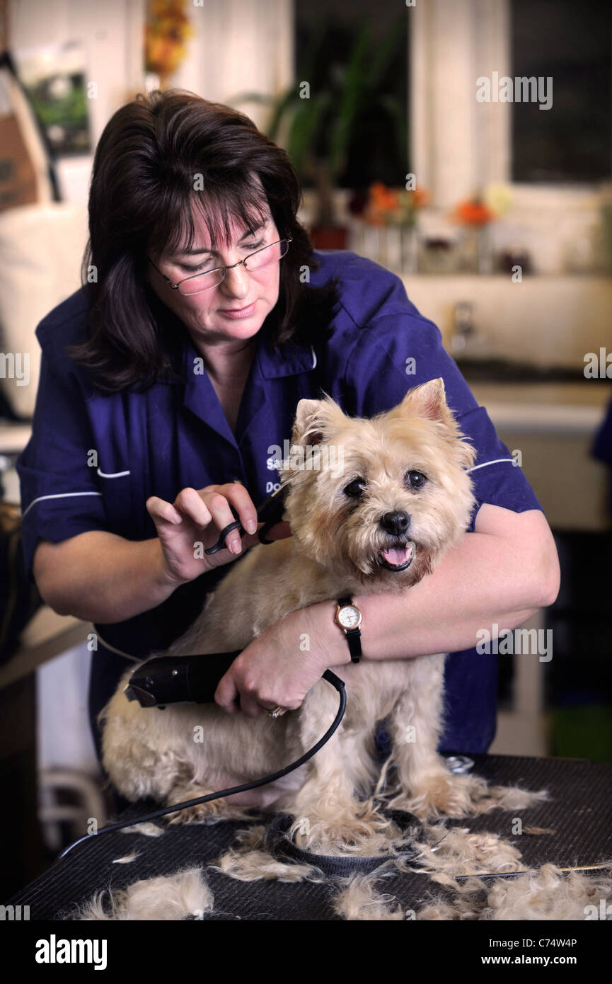 Un animal de Cairn Terrier chien à un salon de toilettage UK Banque D'Images