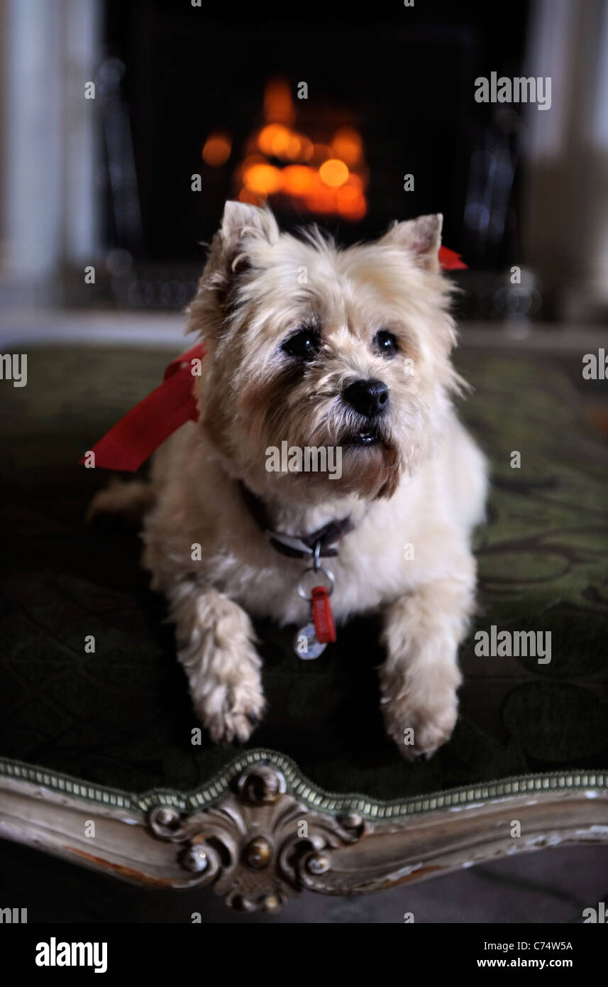 Un Cairn Terrier dog résidant dans un hôtel qui accueille les chiens de UK Banque D'Images