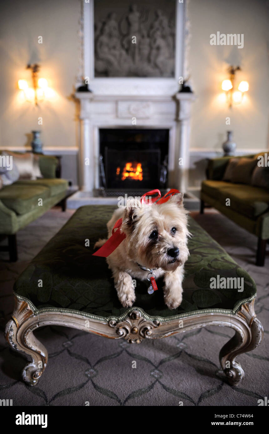 Un Cairn Terrier dog résidant dans un hôtel qui accueille les chiens de UK Banque D'Images